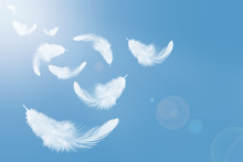 Abstract White Feathers Flying In The Sky. Feather Floating In Heavenly. Swan Feathers