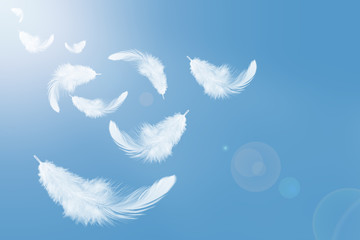 Wall Mural - abstract white feathers flying in the sky. feather floating in heavenly. swan feathers