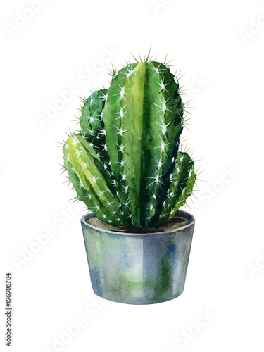 Cacti watercolor isolated on white. Cactus illustration can be used as print,...