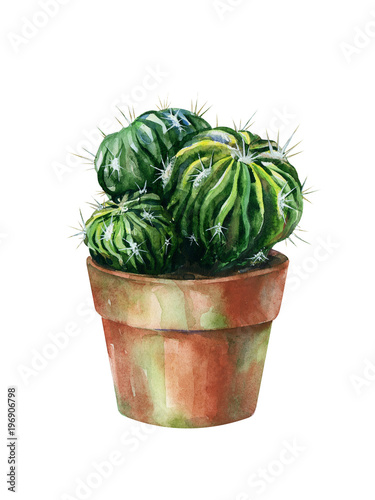 Cacti watercolor isolated on white. Cactus illustration can be used as print,...