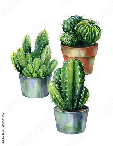 Cacti watercolor isolated on white. Cactus illustration can be used as print,...