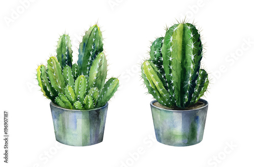 Cacti watercolor isolated on white. Cactus illustration can be used as print,...