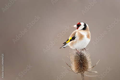Fotografía A Goldfinch (Carduelis carduelis) sits on a beautiful thorn