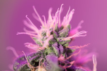 Closeup Of Cannabis Female Plant In Flowering Phase