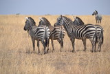 Fototapeta Sawanna - Zèbres du Serengeti