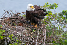Bald Eagle In The Nest, With Baby Chick Sleeping. British Columbia, Canada.