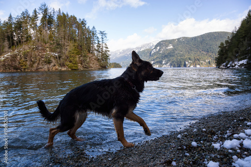 Black Dog German Shepherd Playing In The Water During A Vibrant