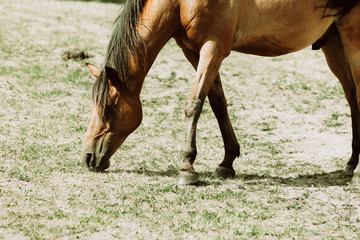 Poster - Brown wild horse on meadow idyllic field