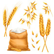 Realistic bunch of wheat, oats or barley with bag of flour isolated on white background. Vector set of wheat ears. Grains of cereals. Harvest and agriculture theme. Ingredient element. 3d illustration