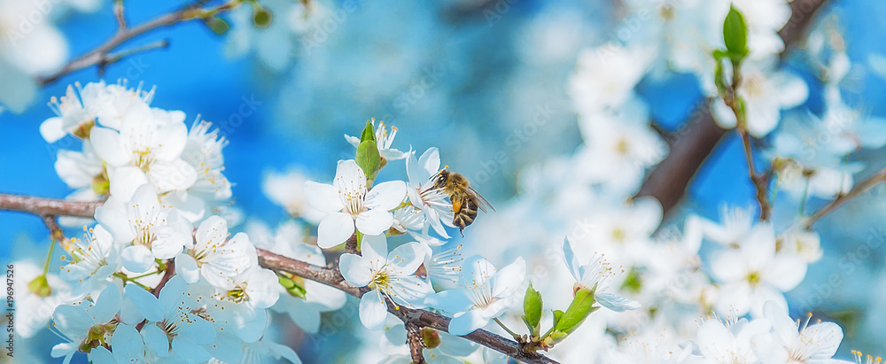 Honey bee flying to the White blooming flowers - obrazy, fototapety, plakaty 