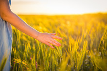 A Woman's Hand Gently Touching Green Wheat Plant On The Field In The Warm Light Of The Sunset