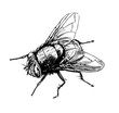 Realistic tsetse fly, graphic drawing