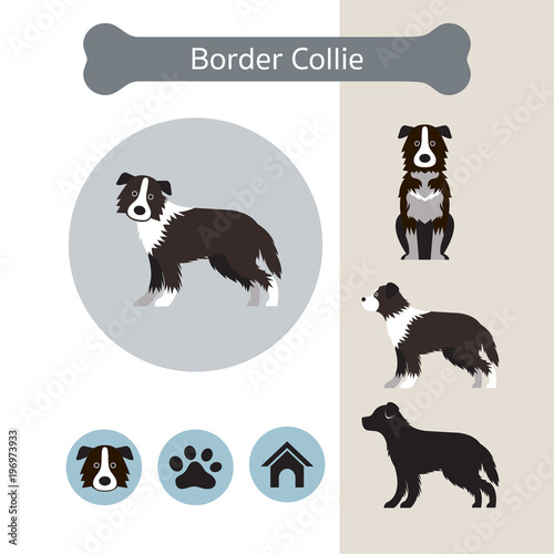 Border Collie Dog Breed Infographic Front And Side View Icon Buy This Stock Vector And Explore Similar Vectors At Adobe Stock Adobe Stock