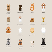 Dog Breeds Set, Small And Medium Size, Front View, Vector Illustration