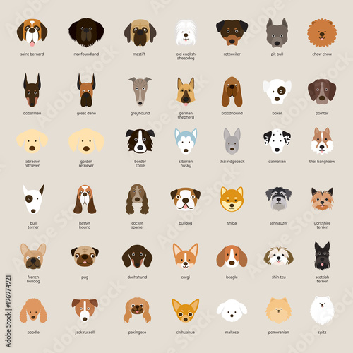 Fotomural Dog Breeds, Head Set, Front View, Vector Illustration