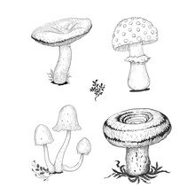 Mushrooms Vector Sketch Set With Forest Detales.
