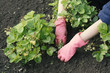 Garden woman is weeding a vegetable bed with small strawberry bushes with green berries