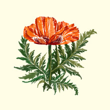 Poppy Flower. Floral Embroidery Design. Raster Illustration