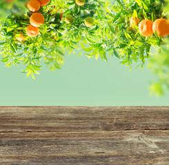 Wall Mural - Orange tree garden