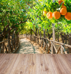 Wall Mural - Orange tree garden