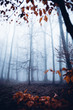 Mystische Waldimpression, Laubfärbung und Nebel im Herbst