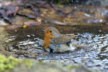 European Robin (Erithacus Rubecula) Taking Bath In Puddle, Profile. Bird Washing With Striking Orange Breast, In Bath Botanical Gardens