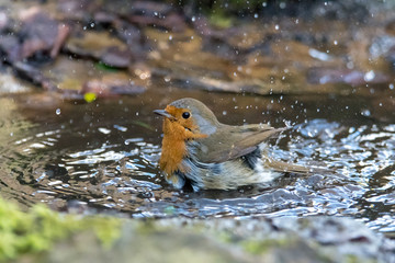 Wall Mural - european robin (erithacus rubecula) taking bath in puddle, profile. bird washing with striking orang
