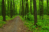 Fototapeta Krajobraz - Green forest and path