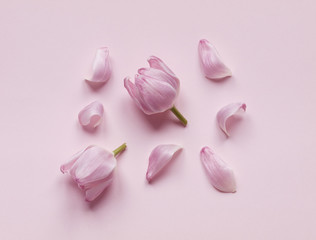 Pink tulip heads and flower petals isolated on light pink background. Flat lay. Top view