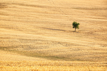 Wall Mural - single tree in a the middle of a wheat field in summer, landscape of tuscany, italy