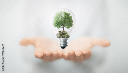 Cuadros en Lienzo Albero in mano dentro lampadina, energia sostenibile e rinnovabile