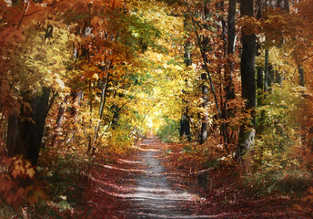 Wall Mural - path in the autumn park