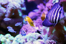 Yellow Fish Tank And Clown Fish Swimming In The Aquarium Tank. Aquatic Seafish With Rock Mountain And Sea Anemones Relaxation Hobby And Beautiful Decoration In House.