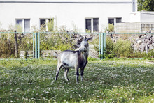 Young Gray Goat On Meadow Near House