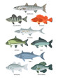 Cartoon illustrations of freshwater and ocean fishes