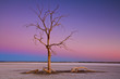© Lucas Cometto - Dead tree at Salton Sea