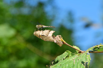 Caucasian dragonfly rocker blue Aeshna cyanea resting on a leaf in the foothills of the Caucasus