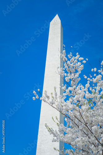Fotografie, Obraz Cherry Blossoms at the Washington Monument