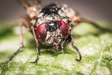 insect