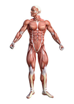 3D Rendering Male Anatomy Figure on White