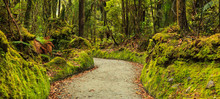 Colorful Fresh Bright Green Moss Passage In The Park, Lichen Walkway Walking Trail Route In Lake Matheson, South Island, New Zealand