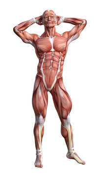 3D Rendering Male Anatomy Figure on White