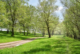 Fototapeta Przestrzenne - bright summer forest at sunny day, beautiful landscape, green grass and trees
