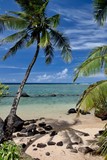 Fototapeta Krajobraz - Palm Tree On A Hawaiian Beach