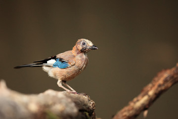 Sticker - The Eurasian jay (Garrulus glandarius) sitting on the branch. Young jay at a water hole.