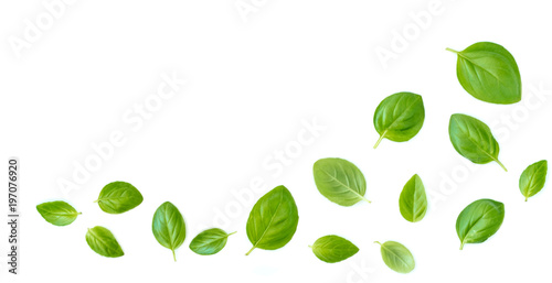 Fotografía Fluing Fresh basil herb leaves isolated on white background
