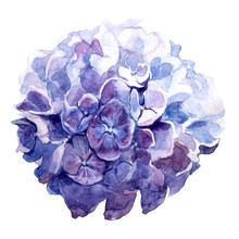 Watercolor Illustration Of Purple Hydrangea.