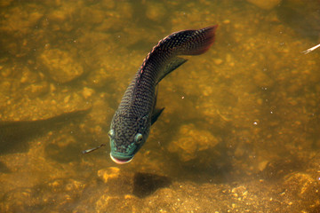 cichlid