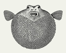 Inflated Blowfish With Open Mouth In Front View After Vintage Engraving From 19th Century
