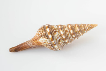 A beautiful sea shell